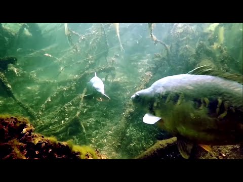 Woensdagochtendduikje Nionplas, Raamsdonksveer, 24 mei 2023