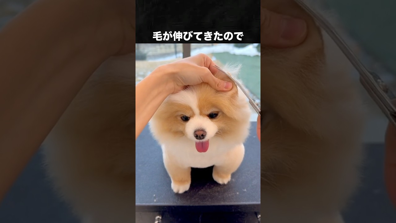 ポメラニアンが人気いぬランキング1位な理由 #ポメラニアン #犬