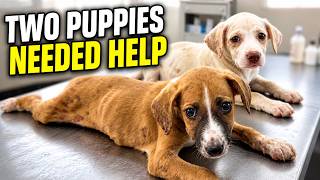 Two Puppies Needed Help | Mangoworm Treatment for Nova & Mamushka