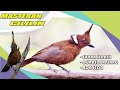 Masteran Burung Cililin, Untuk Pemasteran Burung Murai Batu | Durasi Panjang, Berjeda & Suara Jernih