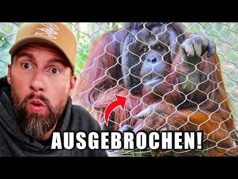 VIER ORANG-UTANS aus dem Frankfurter Zoo AUSGEBROCHEN! | Robert Marc Lehmann reagiert