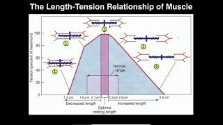 Skeletal Muscle Length-Tension Relationship