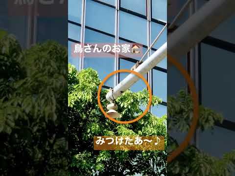 幸せな羽の生えた鳥を育てるために、鶏小屋に泥が入らないようにするにはどうすればよいでしょうか?試してみたい6つの素晴らしいアイデア  庭園