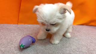 ハーフ犬の動画01