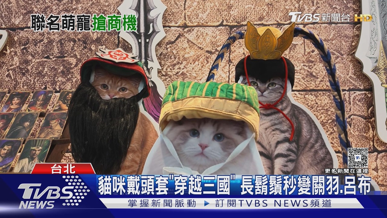 影音／毛孩秒變武將！三國頭套、逗貓棒盲盒開賣　貓奴搶集全套