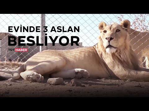 Evinde 3 aslan besliyor