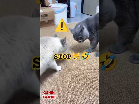 Cool Moments of Tiny Troublemakers 😹