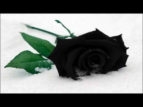 Our vampiric embrace