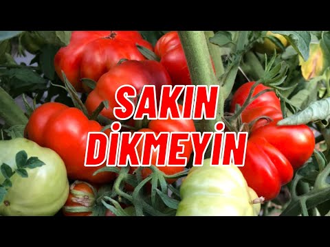 , title : 'DOMATES YANINA KESİNLİKLE DİKMEYİN I #kardeşbitkisistemi'