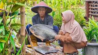 Download lagu Masak Ikan Bawal Jumbo dan Metik Buah Labu | Kolak Labu Kacang Ijo, Bawal Asam Manis, Gabus Labu mp3 Download lagu Masak Ikan Bawal Jumbo dan Metik Buah Labu | Kolak Labu Kacang Ijo, Bawal Asam Manis, Gabus Labu mp3