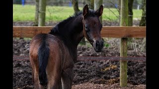 Lady Monrose by Millennium- Weltmeyer*2018