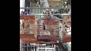 xòe lý quỳ chào mào chiến binh