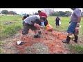 Captura de formiga iça ou tanajura para comer