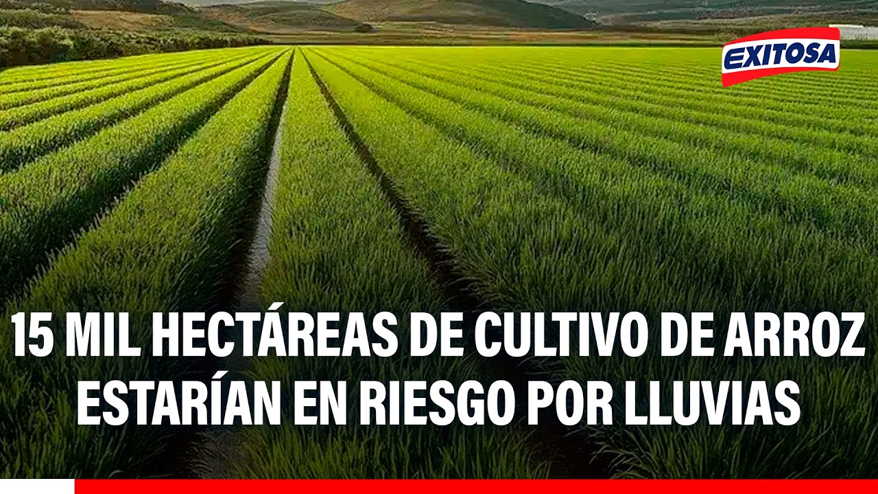 🔴🔵 Piura: 15 mil hectáreas de cultivo de arroz estarían en riesgo por lluvias