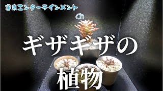 【観葉植物】葉がギザギザ、子株も取れたこの攻撃的な見た目の植物を紹介します