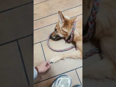 Azmina has an ear hematoma