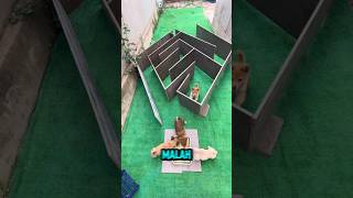 Download lagu Membuat labiring ingin tau mana yang paling cerdas ‼️#viralvideo #trendingshorts #comedyshorts #fy mp3