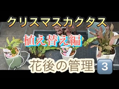 3つの重要なステップでクリスマスサボテンを復活させる方法!  庭園