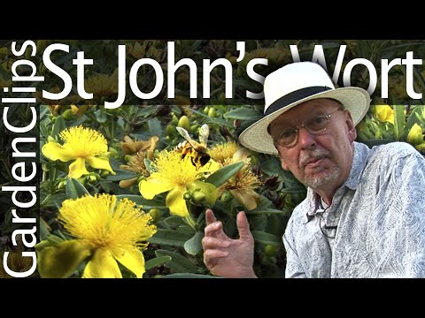 john s wort a fű a prosztatitis prostatitis stis után