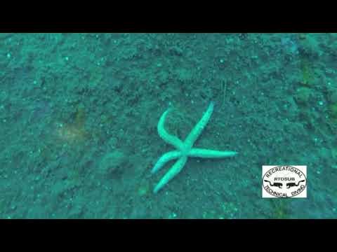 RTDSUB e El Hawi Star   2014