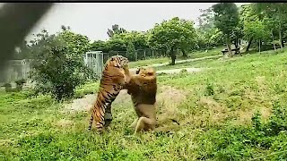 [問卦] 老虎跟獅子單挑誰贏