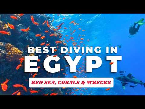 Diving in Egypt - Our Best Advice for Scuba Diving in the Red Sea!