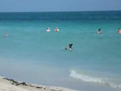 Bird catching fishes in the ocean / Un oiseau plonge dans la mer pour attraper des poissons