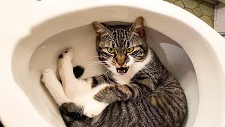 NEW FUNNY ANIMALS 😅 FUNNIEST CATS AND DOGS VIDEOS 2023 Part 2