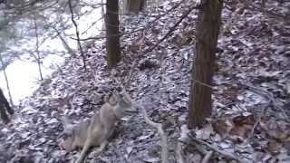 Download Lagu Coyote Trapping, Muskrats, Grey Fox, and a Bobcat!! Thumbnail