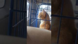 Download lagu Anterin chimo sterile#shorts mp3