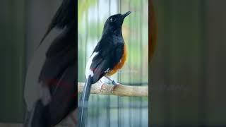 Download lagu MURAI BATU NEMBAK SUARA JANGKRIK SAMBUNG LOVEBIRD mp3 Download lagu MURAI BATU NEMBAK SUARA JANGKRIK SAMBUNG LOVEBIRD mp3