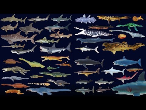 image-How much do Sharks weigh?