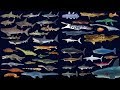 Sharks and Prehistoric Sea Life Collection - The Kids' Picture Show (Fun & Educational)