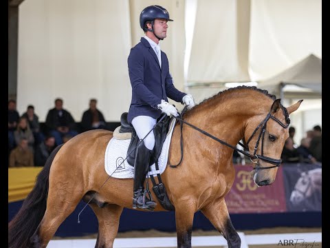 Restolho - 4yo PSL Piro-Free Stallion