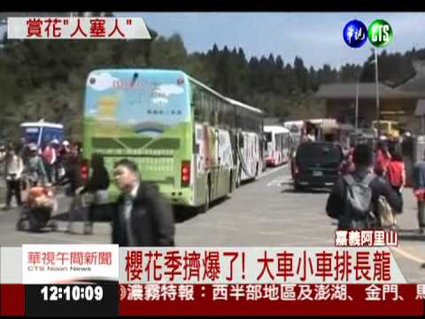 花季第一個週末 阿里山擠爆了!