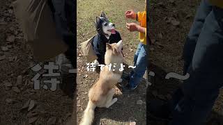 どっちがわんこ？ #shorts