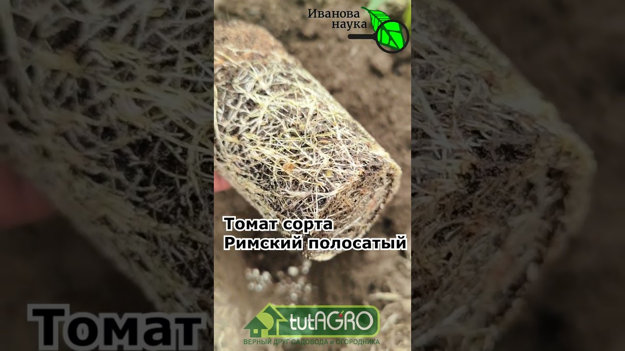 🍅🌶🍆Сделайте это при ВЫСАДКЕ РАССАДЫ и урожай вас ЗАВАЛИТ! Что я кладу в лу