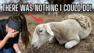 Trying to Save Our Ewe Sheep before Polar Vortex: An Unexpected Turn on the Farm 🐑💔