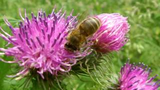 preview picture of video 'Abeilles heureuses - Happy bees - Le Rucher des 2 Lacs - Macro'