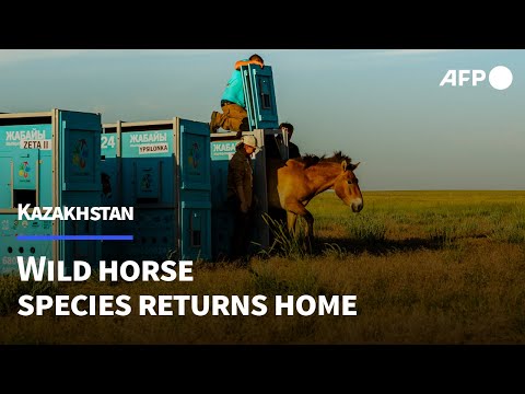 Home at last: Wild horse species returns to the Kazakh steppes | AFP