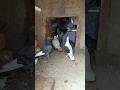 Kabutaroo Kai Liya ️ Pigeon Birds Minivlog Petlover Kabootar Birds Shorts Kabutarbazi