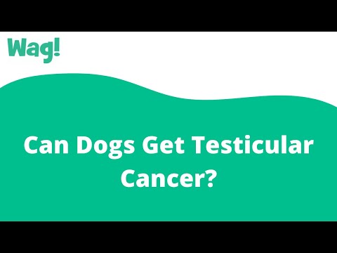 Can Dogs Get Testicular Cancer? | Wag!