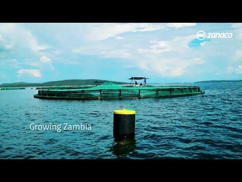 Meet CEO of Yalelo Limited - YouTube
