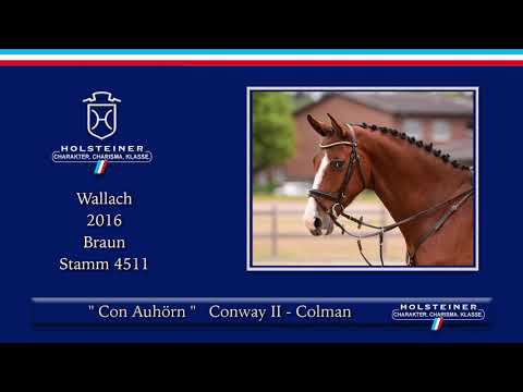 Holsteiner Sommer-Reitpferdeauktion | Nr. 11 Con Auhörnchen v.  Conway II - Colman