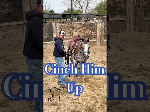 #CinchUp & #HoldOn #safetyfirst #saddle a #younghorse on #day1 #training #ponies #fyp #horse #shorts