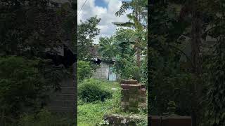 Download lagu ini strategiku Mikat Burung Sogon Didepan Rumah #burung #kicaumania #qinarabanyuwangi mp3 Download lagu ini strategiku Mikat Burung Sogon Didepan Rumah #burung #kicaumania #qinarabanyuwangi mp3