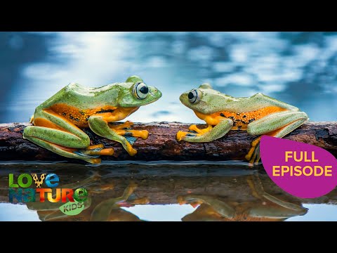 Rainbow Frogs Thrive In Extreme Climates | Land of Gremlins 103