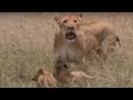 Lion Feeds Her Adorable Cubs A Warthog Snack BBC Wildlife