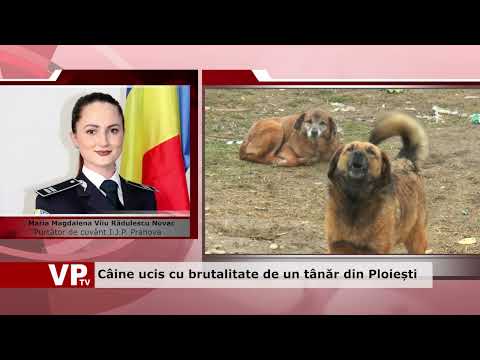 Câine ucis cu brutalitate de un tânăr din Ploiești