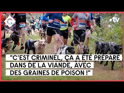 Canicross : le mystère des chiens empoisonnés - Le 5/5 - C à Vous - 13/03/2023